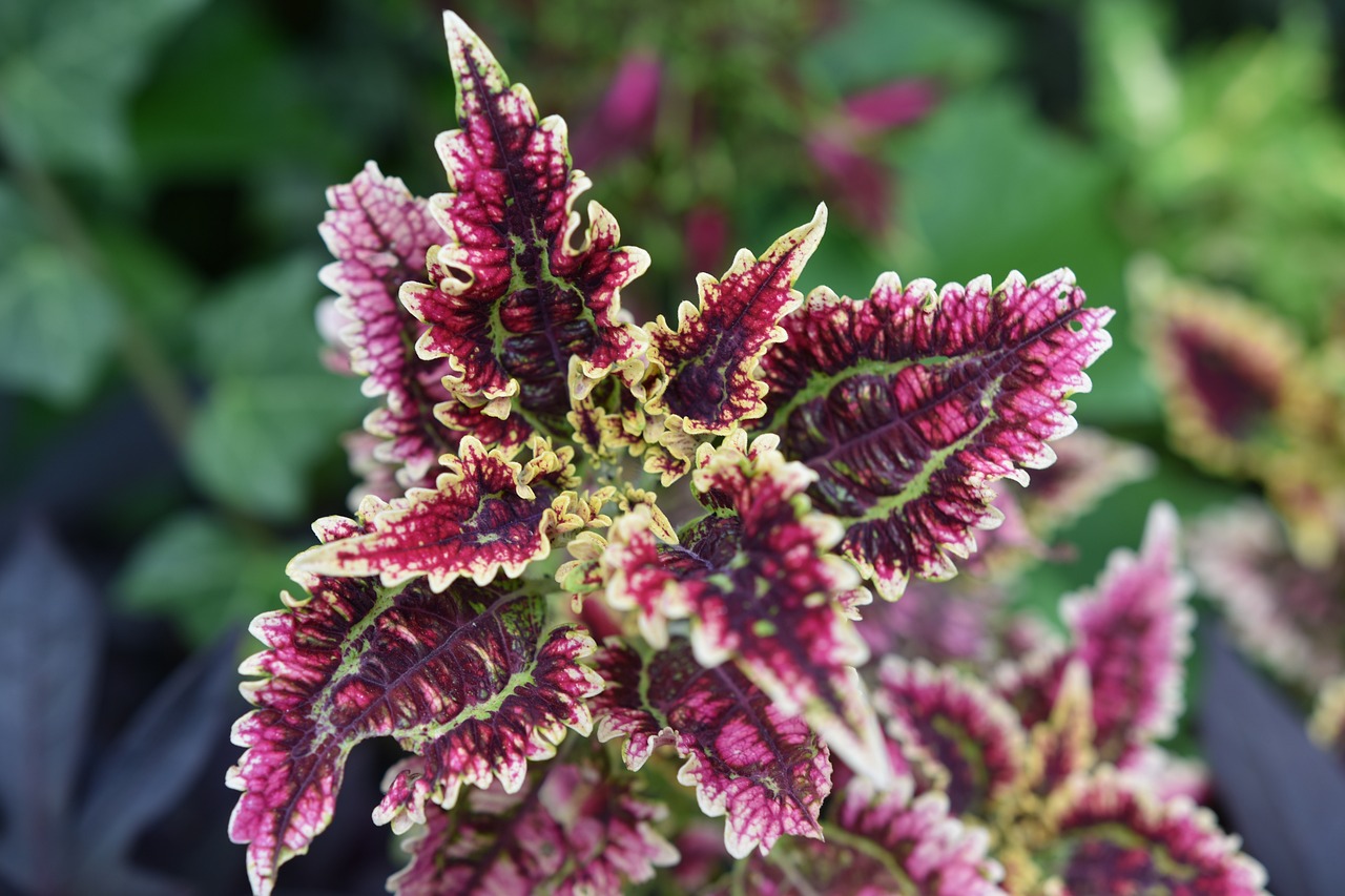 Coleus : Où et quand planter - Taille, conseils entretien