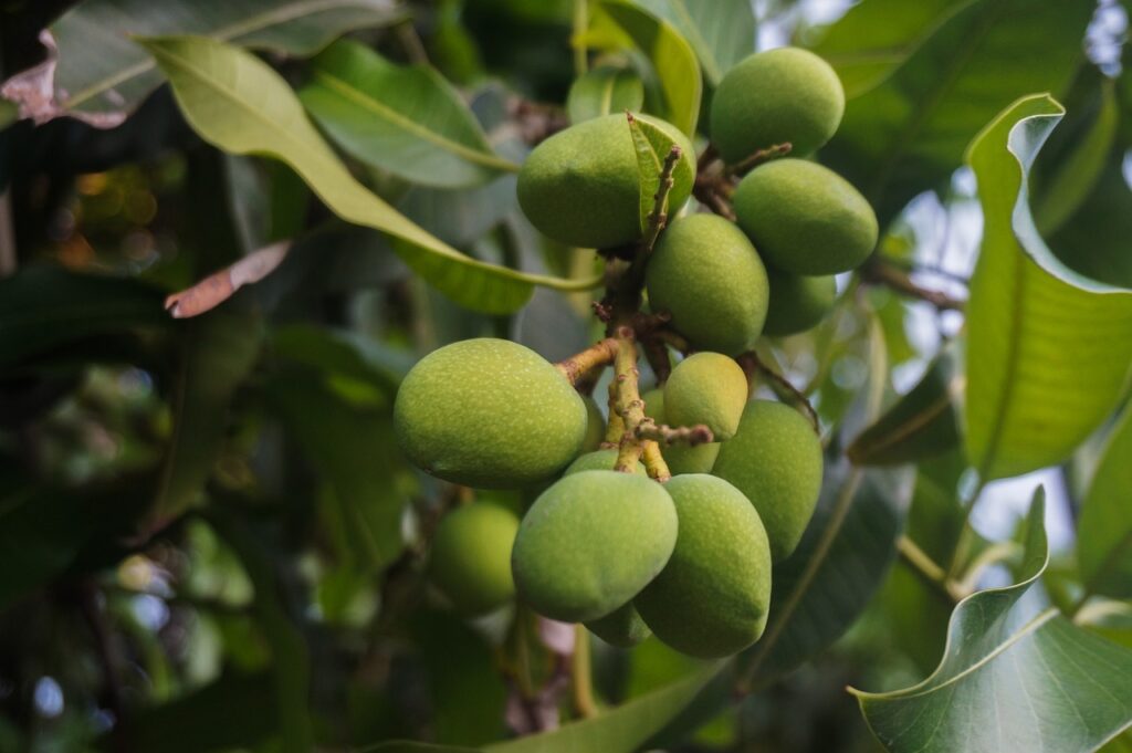 Astuce maison : comment faire germer un noyau de mangue à la maison