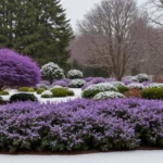 buisson résistant à l’hiver à fleurs violettes