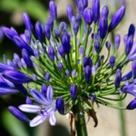 agapanthe jardin