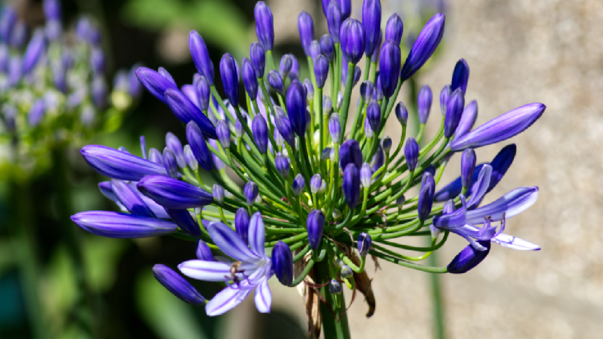 agapanthe jardin