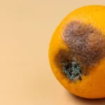 maladie citronnier