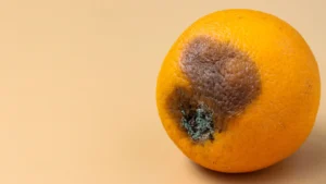 maladie citronnier