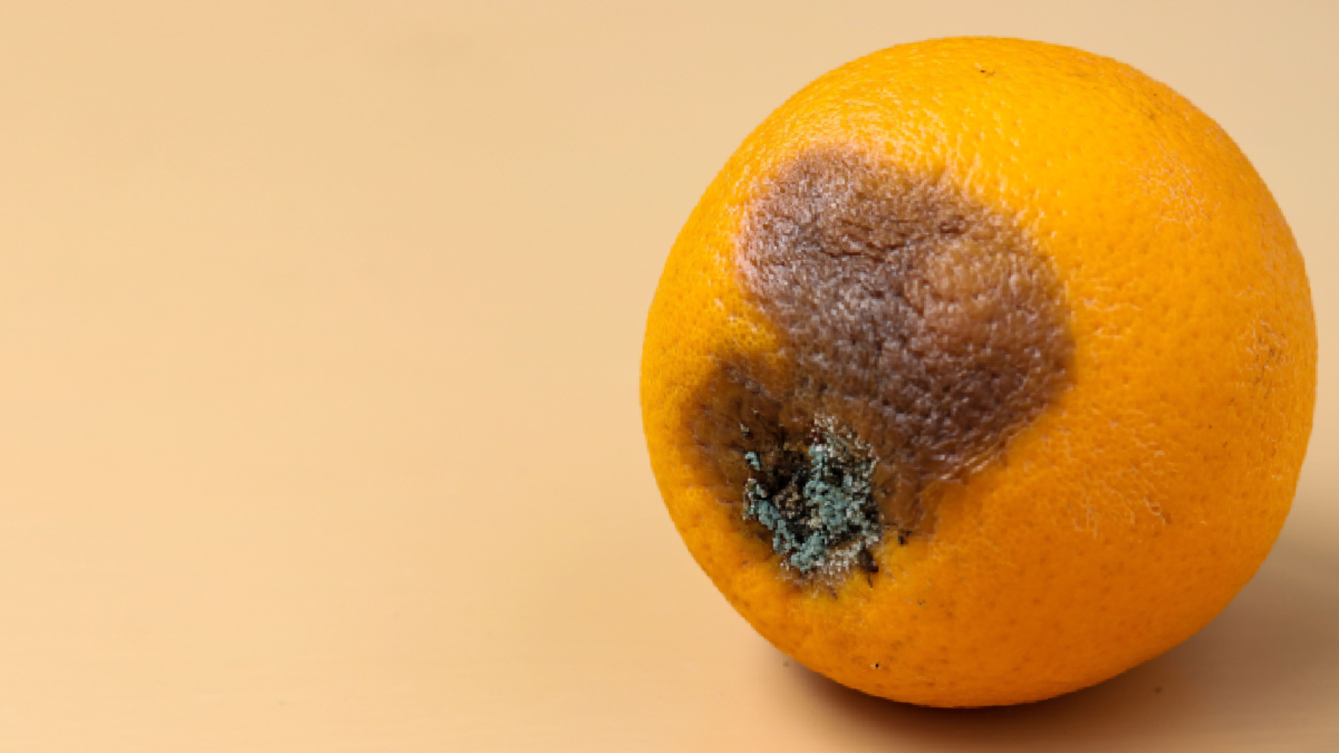 maladie citronnier