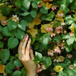 différence entre nénuphar et nymphéa