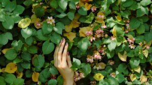 différence entre nénuphar et nymphéa