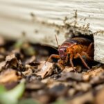 blatte de jardin